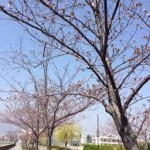 つぼみ